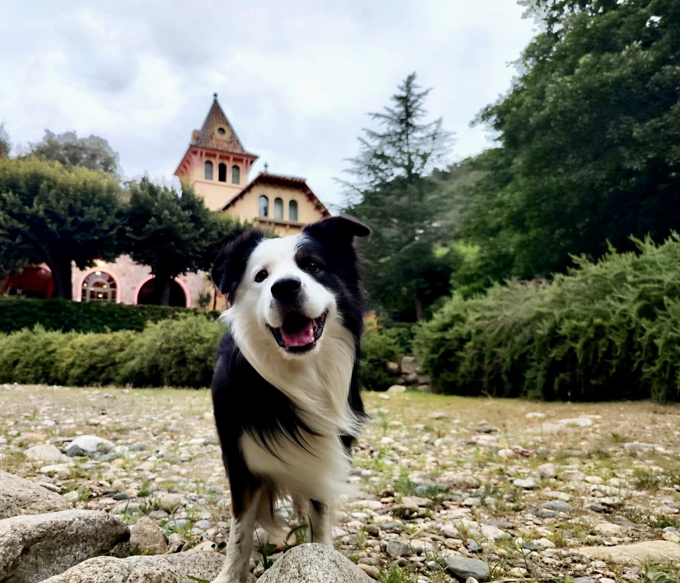 Mascota