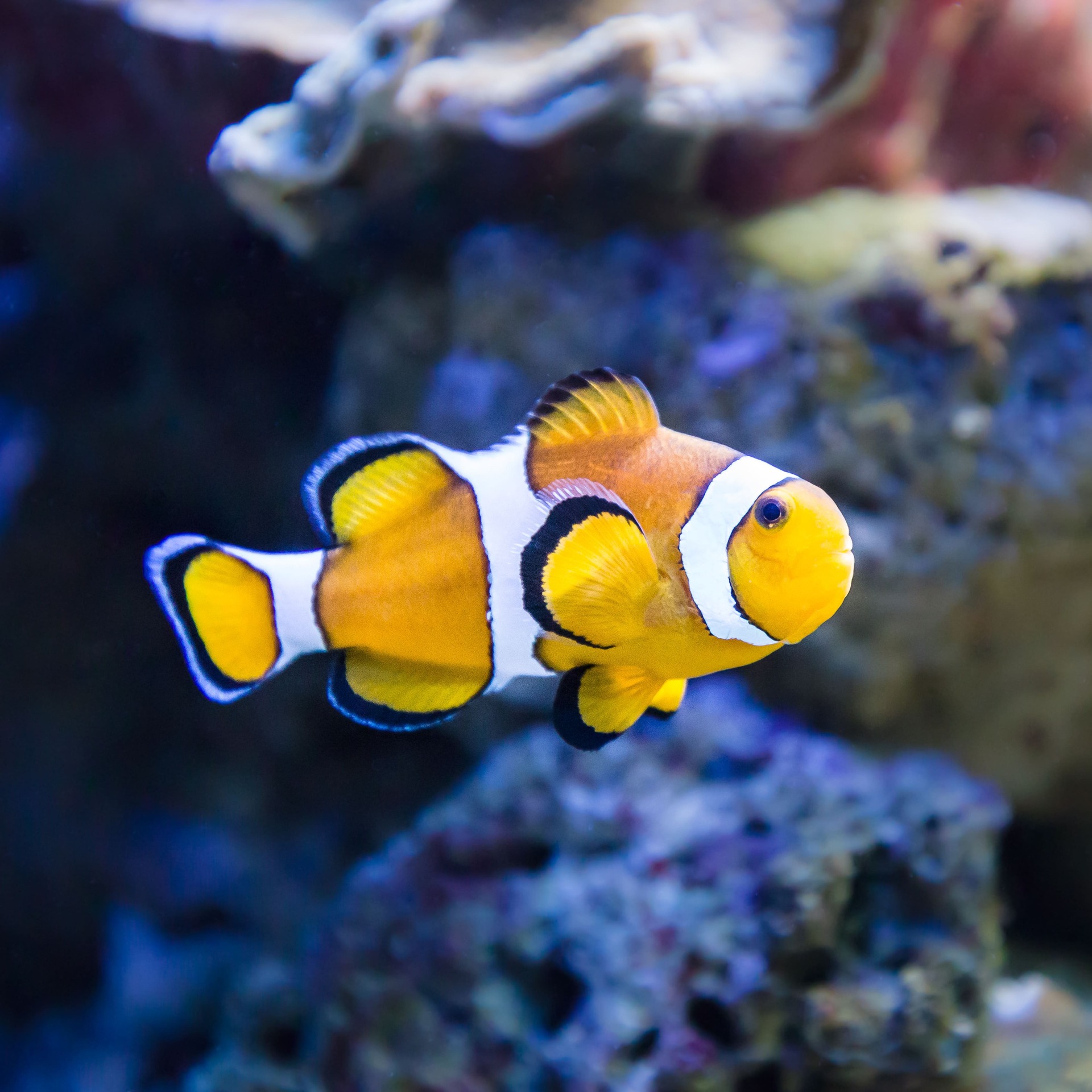 Entrada al Aquarium