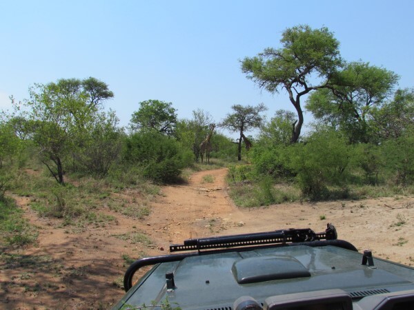 SAFARI EN UNA RESERVA PRIVADA DE LOS CINCO GRANDES