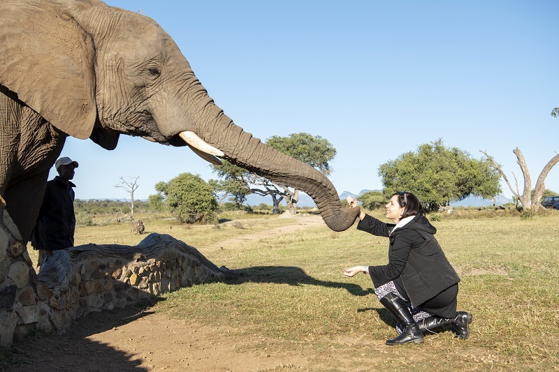 ELEPHANT MOMENT -  PRIX DE L'ACTIVITE SUR DEMANDE