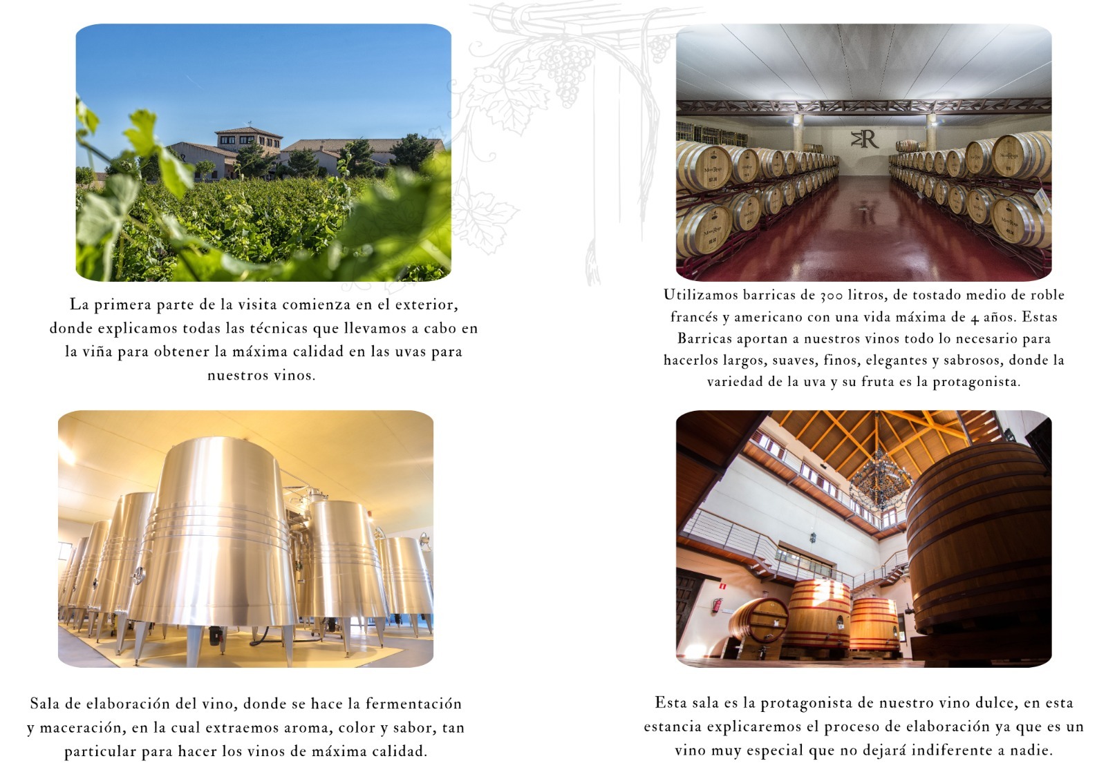 Visita Bodega + Cata vinos y aperitivos