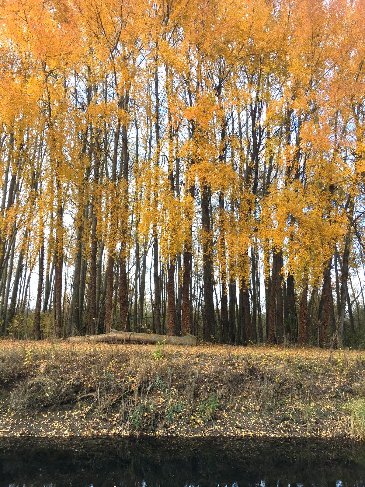 Mycology workshop in the countryside